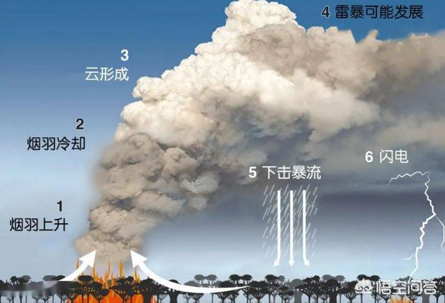 重大动物疫情报告期间:疫情期间地球发生哪些变化《地球改变之年》野生动物发展之年？