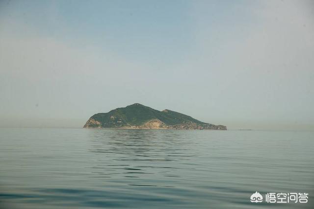 平塔岛海鬣蜥:加拉帕克斯群岛海鬣蜥 大连蛇岛上的两万多条蛇，都吃什么的？有什么够它们吃的吗？
