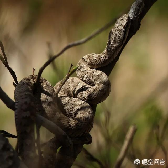 平塔岛海鬣蜥:加拉帕克斯群岛海鬣蜥 大连蛇岛上的两万多条蛇，都吃什么的？有什么够它们吃的吗？