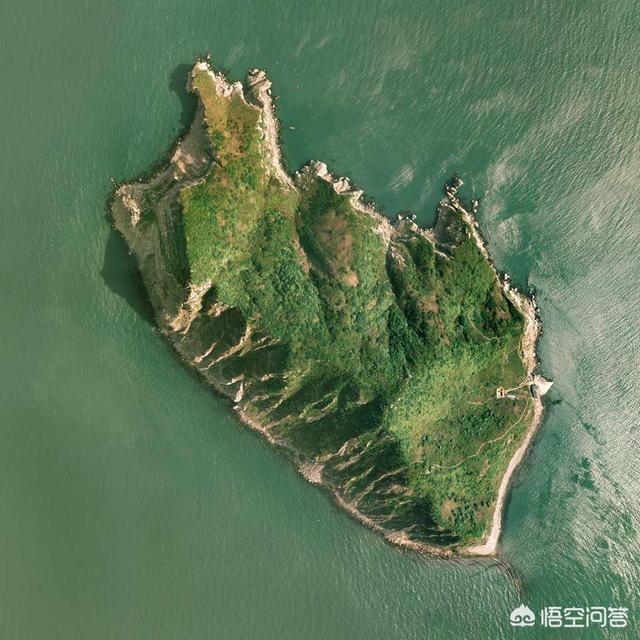 平塔岛海鬣蜥:加拉帕克斯群岛海鬣蜥 大连蛇岛上的两万多条蛇，都吃什么的？有什么够它们吃的吗？