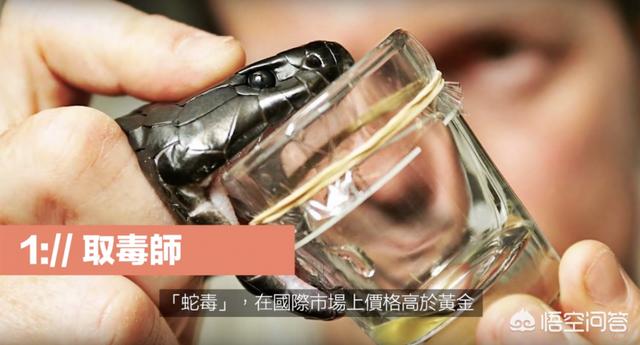 平塔岛海鬣蜥:加拉帕克斯群岛海鬣蜥 大连蛇岛上的两万多条蛇，都吃什么的？有什么够它们吃的吗？