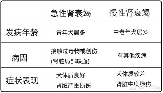 狗狗肾脏损伤能恢复吗:致命疾病犬肾衰，急性还是慢性？注意区别对待？