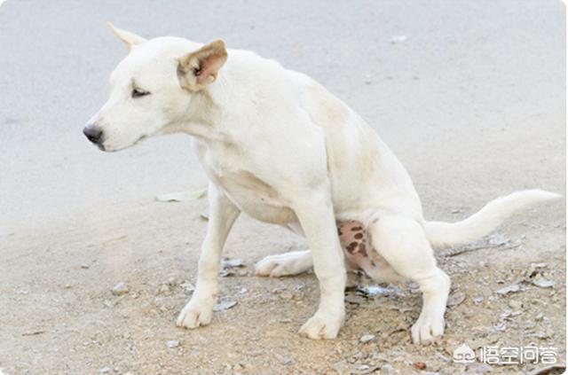 狗狗肾脏损伤能恢复吗:致命疾病犬肾衰，急性还是慢性？注意区别对待？