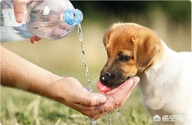 狗狗肾脏损伤能恢复吗:致命疾病犬肾衰，急性还是慢性？注意区别对待？