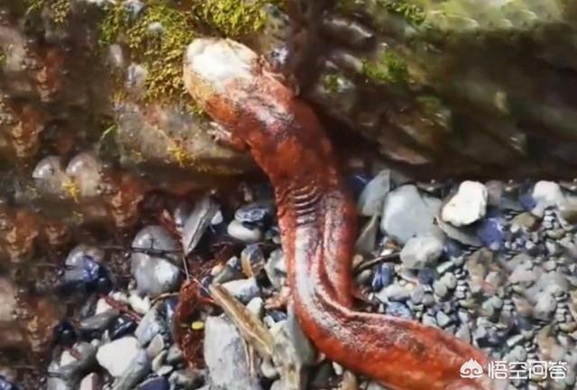 中国石门:全国罕见！湖南石门壶瓶山发现红色大鲵，到底是什么原因造成的？