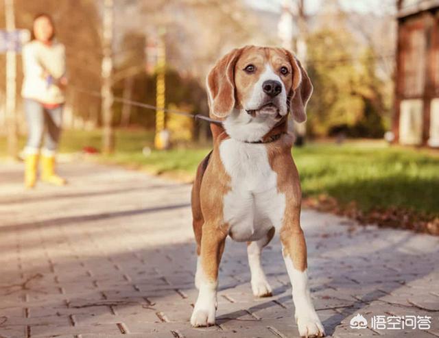 十堰名望宠物医院怎么样:盛夏到了，防止狗狗中暑是大事？