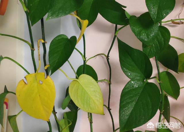 室内吊兰叶子发黄:换盆后吊兰叶子发黄内卷，软绵绵的，怎么办？