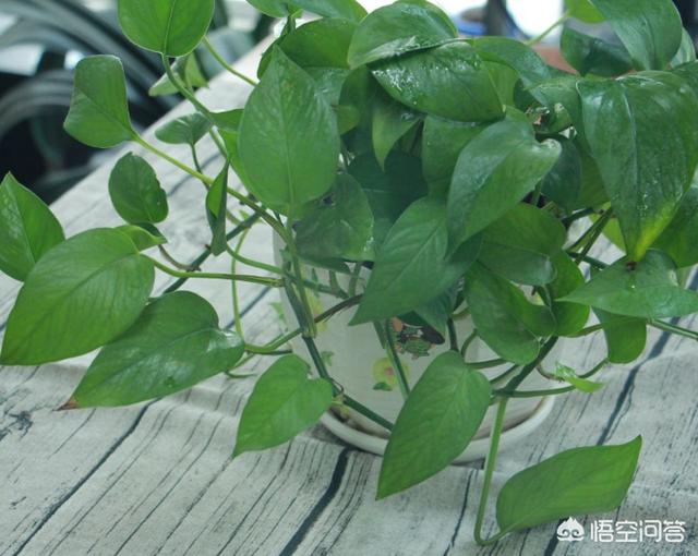 家里吊兰叶子发黄:家养绿萝吊兰黄叶是什么原因呢？
