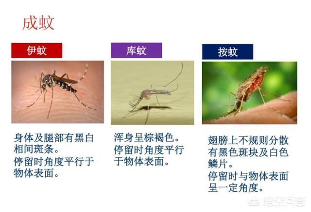 基因改造蚊子，如果蚊子带有致命毒素，人类会怎样