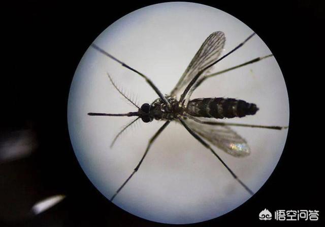华丽巨蚊吸血吗:蚊子这个生物在地球上有什么用？