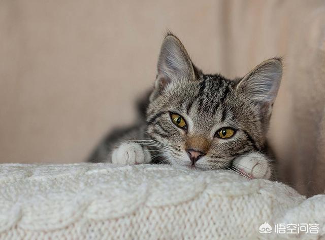 名望宠物医院:猫咪厌食不吃，小心致命脂肪肝？