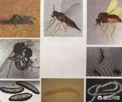 吸血虫子:蚊子能吸血，还有什么吸血？