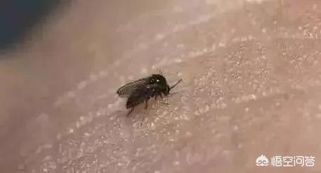 吸血虫子:蚊子能吸血，还有什么吸血？