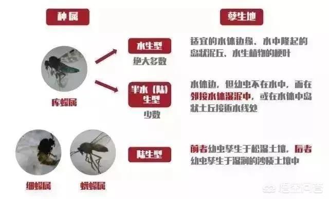 吸血虫子:蚊子能吸血，还有什么吸血？
