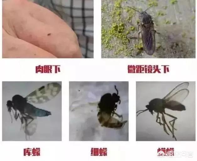 吸血虫子:蚊子能吸血，还有什么吸血？