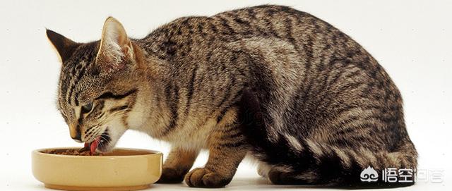 猫咪产后缺乳怎么办:我家母猫正在生小猫没有奶水怎么办刚生第一？