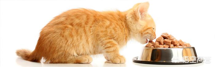 猫咪产后缺乳怎么办:我家母猫正在生小猫没有奶水怎么办刚生第一？