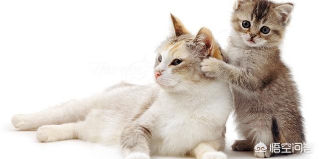 猫咪产后缺乳怎么办:我家母猫正在生小猫没有奶水怎么办刚生第一？