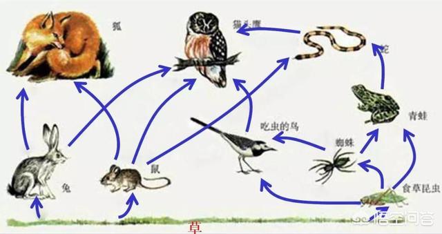 猫头鹰的外貌:为什么猫和猫头鹰都吃老鼠？ 猫头鹰的外形