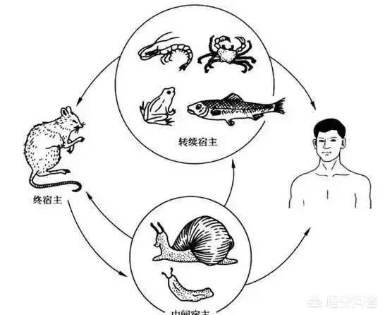 非洲大蜗牛怎么入侵中国的，雨后出现的大蜗牛究竟有多危险？