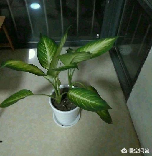 花叶万年青根部腐烂:万年青叶子发黄，并且叶片稀疏，怎么办？