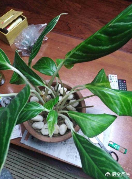花叶万年青根部腐烂:万年青叶子发黄，并且叶片稀疏，怎么办？