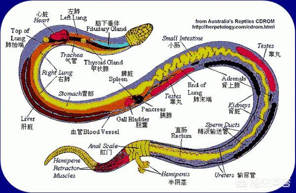 2019年11月13日关于蛇的新闻:云南一村民，在鱼塘发现4米长眼镜王蛇，为啥不让它爬上岸呢？