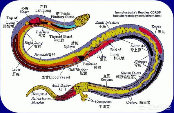 关于蛇的新闻。:福州38天101条“蛇登门”，如此反常和全球变暖有关吗？