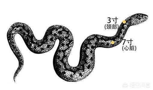 巨蟒事件:如果被巨蟒缠住，双臂没有被缠住手里有一把匕首，能活下来吗？
