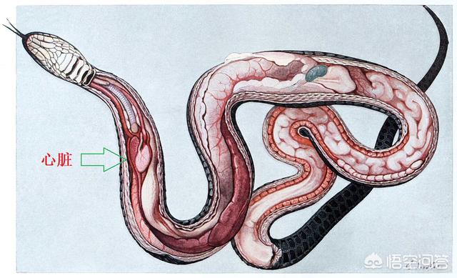 铁头蛇位于哪里:烙铁头蛇属于什么蛇 蛇的弱点在哪？如果遇到巨蟒攻击时正确的防御措施是什么？