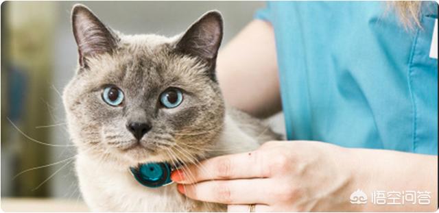 猫病:流浪猫一般容易得什么病？
