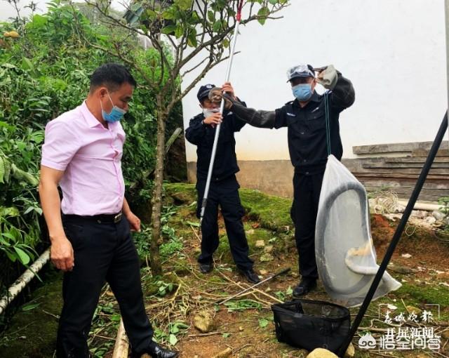 森林王蛇:农村里蛇越来越多，种什么植物可以防止夏天蛇进院子？