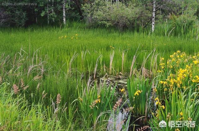 森林王蛇:农村里蛇越来越多，种什么植物可以防止夏天蛇进院子？