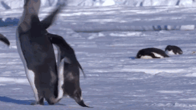 为什么企鹅被称为自然界最腹黑的动物？插图7