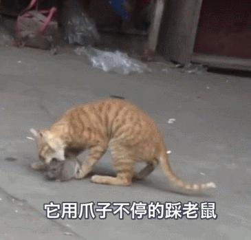 猫捉老鼠酷跑:猫抓到老鼠后，不是直接吃掉，而是玩耍，为什么老鼠不敢跑呢？ 猫捉老鼠超级玛丽版视频