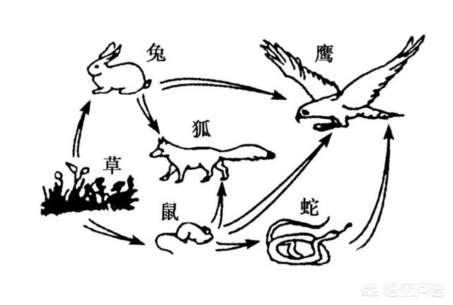 宽筐蛇尾:筐蛇尾图片 印尼巨蟒被抓，“巨蟒父母”报复人类该怎么办？
