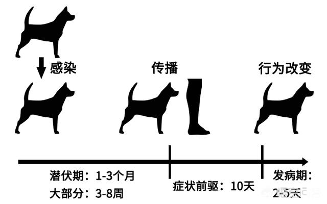 离细狗咬狗:狗狗被其他狗咬了，会得狂犬病吗？