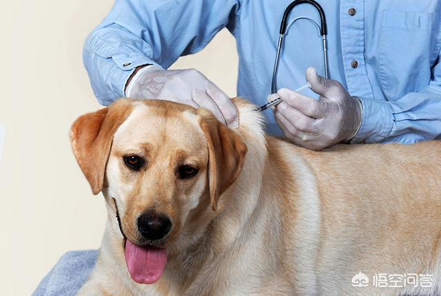 名望宠物医院:狗狗被其他狗咬了，会得狂犬病吗？ 名望宠物医院电话