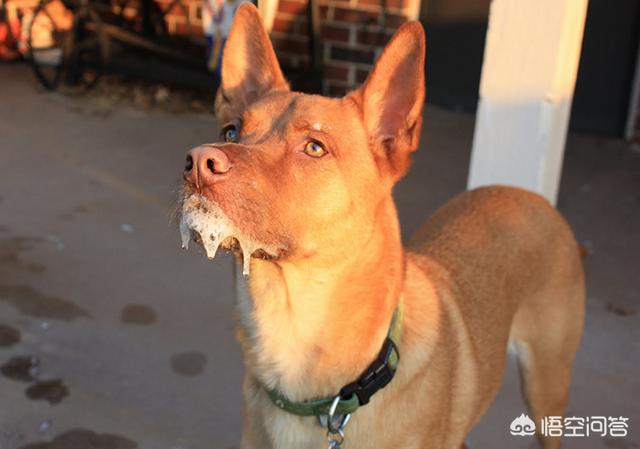 名望宠物医院:狗狗被其他狗咬了，会得狂犬病吗？ 名望宠物医院电话