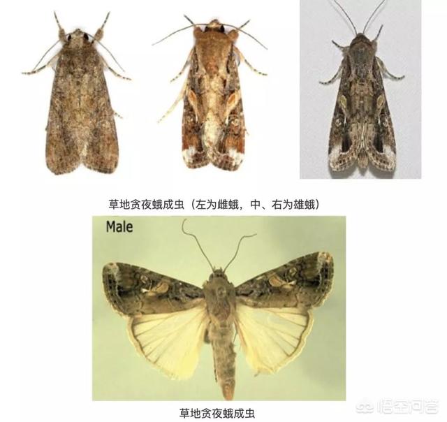 南美林猫多少钱一只:相当可怕的飞蛾，河北23地已经出现，为何它让专家如此担忧？ 广州南美多少钱