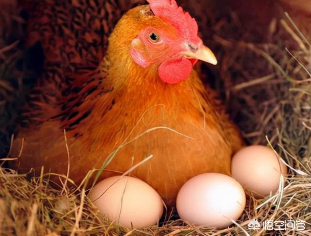 红红的狗茎进入子宫:鸡看到鸡蛋被拿走为什么不生气？那不是它产的蛋吗？