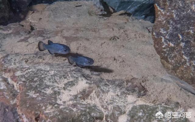 非洲肺鱼:与世隔绝5万年，全球仅剩38条的“沙漠鱼”它们生命力有多强？