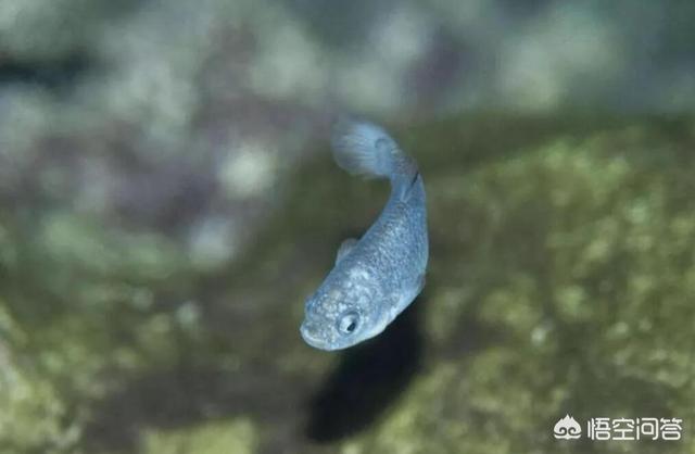 非洲肺鱼:与世隔绝5万年，全球仅剩38条的“沙漠鱼”它们生命力有多强？
