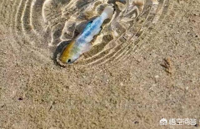 非洲肺鱼:与世隔绝5万年，全球仅剩38条的“沙漠鱼”它们生命力有多强？