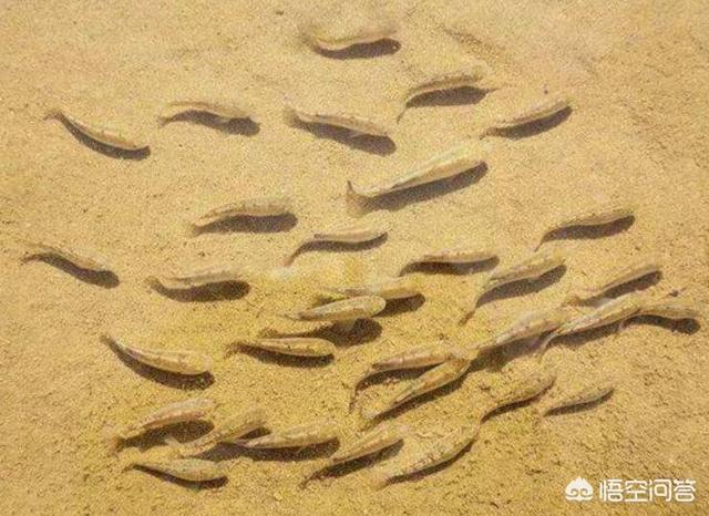 世界海洋鱼类名称及图片:与世隔绝5万年，全球仅剩38条的“沙漠鱼”它们生命力有多强？