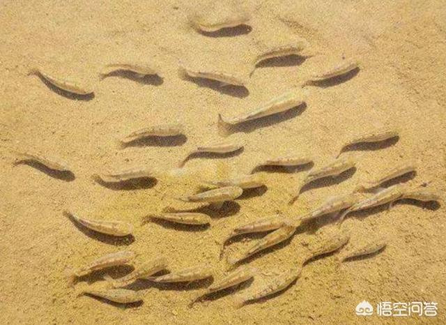 非洲肺鱼:与世隔绝5万年，全球仅剩38条的“沙漠鱼”它们生命力有多强？