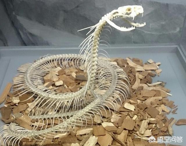 帝皇眼镜蛇王咬人:帝皇眼镜蛇王图片 佛山男子被“假死”眼镜蛇咬伤，蛇会装死？它们有什么弱点？