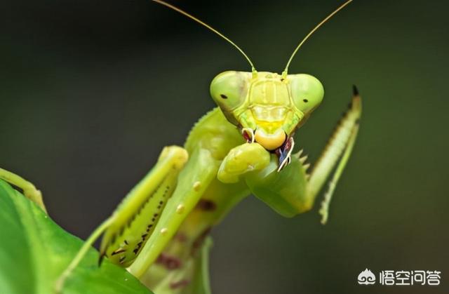 母螳螂为什么要吃掉自己的丈夫