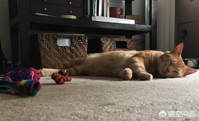 重庆名望宠物医院贴吧:猫癫痫病的治疗方案是什么？