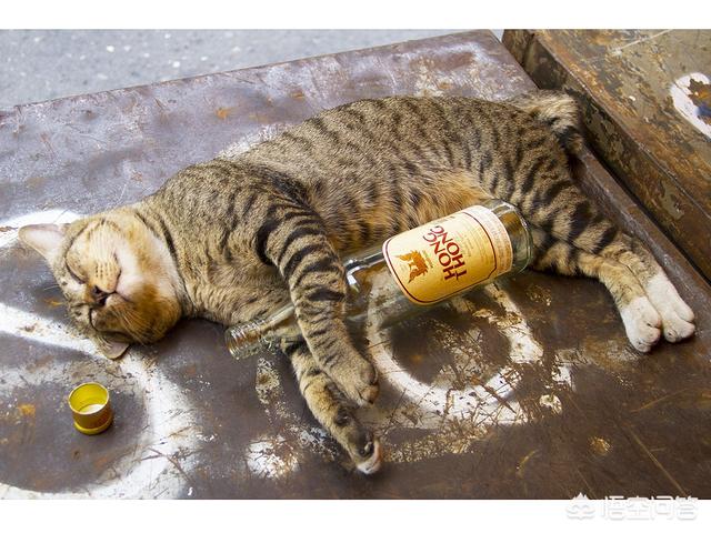重庆名望宠物医院贴吧:猫癫痫病的治疗方案是什么？